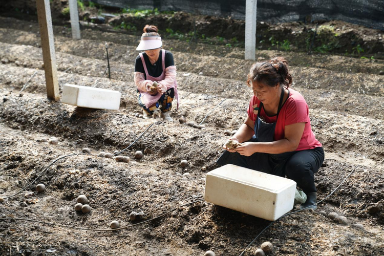 河北遵化：竹荪种植助力农民双丰收_fororder_图片2