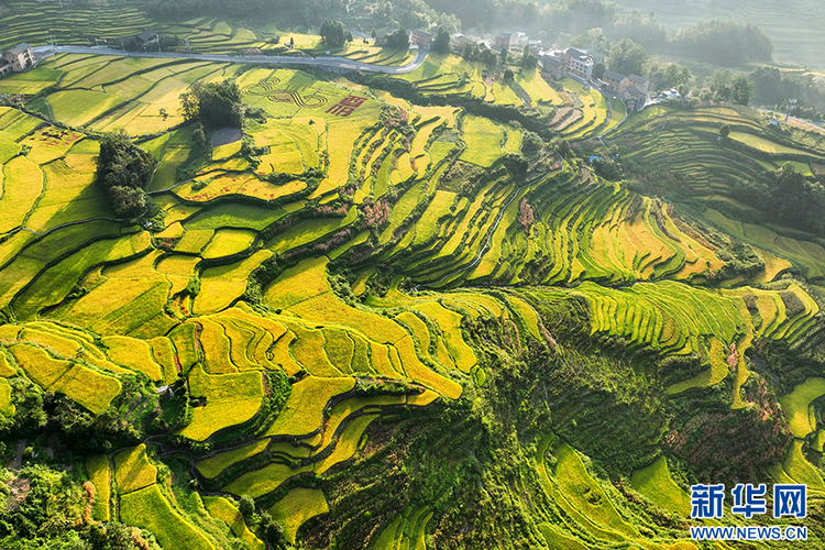 重庆：万亩梯田如画卷 巴渝山乡好“丰”景