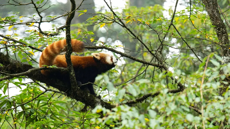 眉山洪雅：小熊猫出没 憨态可掬惹人喜爱_fororder_树上的小熊猫-摄影-石天权