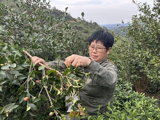 【原创】信阳市浉河区：茶树满山岗 红果流金银_fororder_微信图片_20231012090943_1