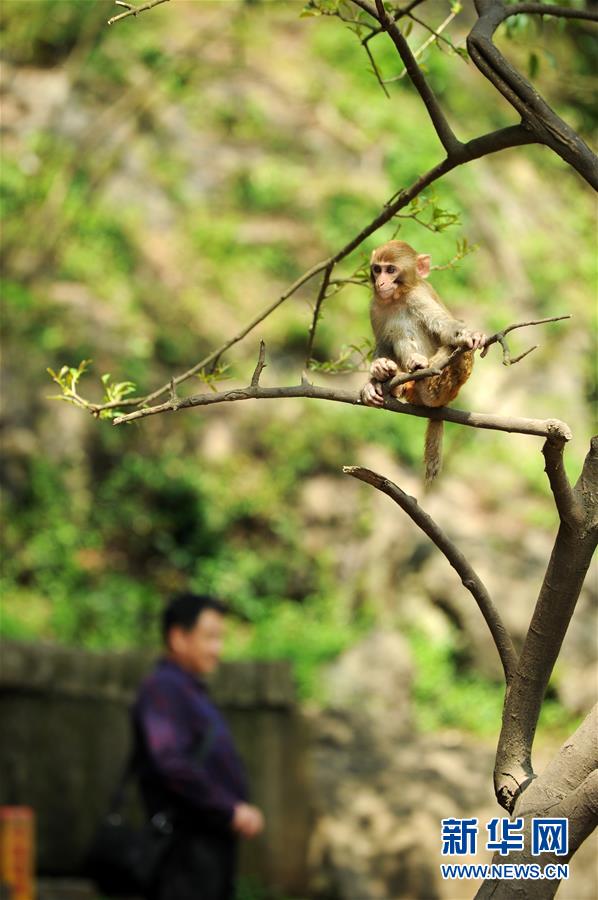 贵阳：春意萌动黔灵猴