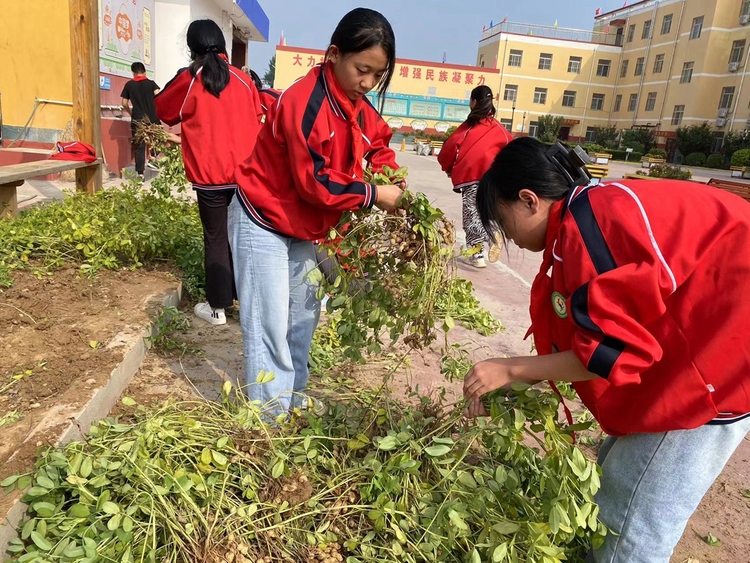 图片默认标题_fororder_满城区西原中心小学学生田间劳作刨花生 摄影 边新良