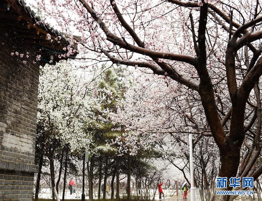 内蒙古：塞外桃花浴春雪