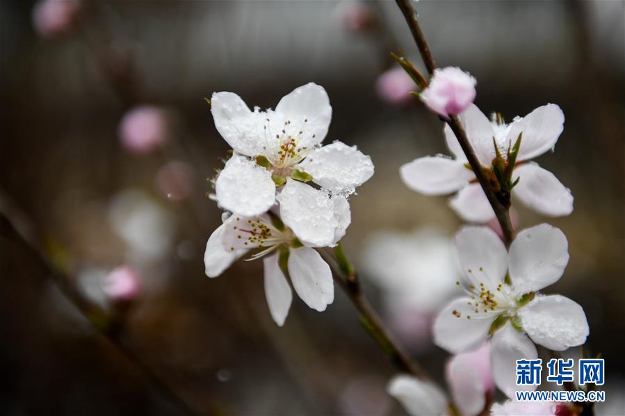 内蒙古：塞外桃花浴春雪