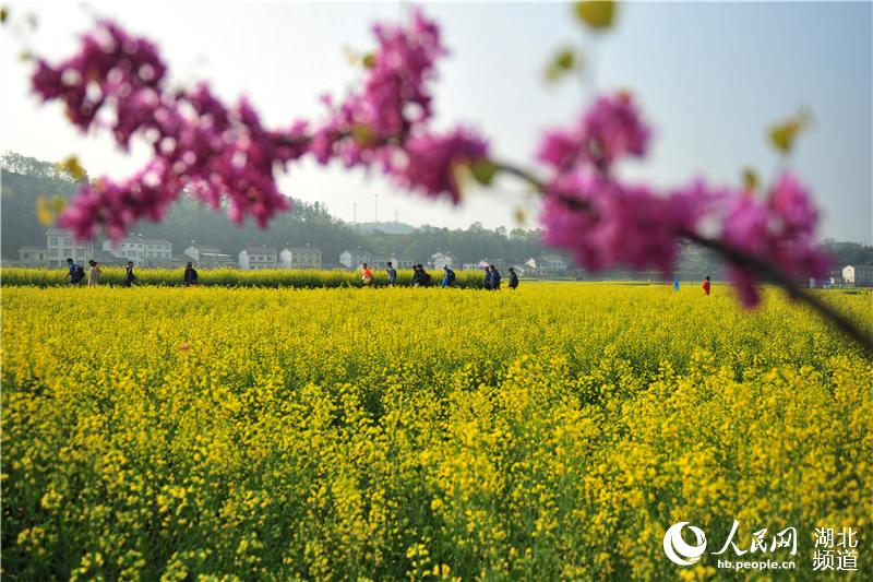 【大美荆楚·灵秀湖北】【宜昌】【焦点图】踏青赏花享春光