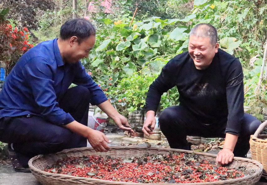 【原创】南阳西峡：小小山茱萸成就富民大产业_fororder_丰收喜悦 摄影 王小军.JPG