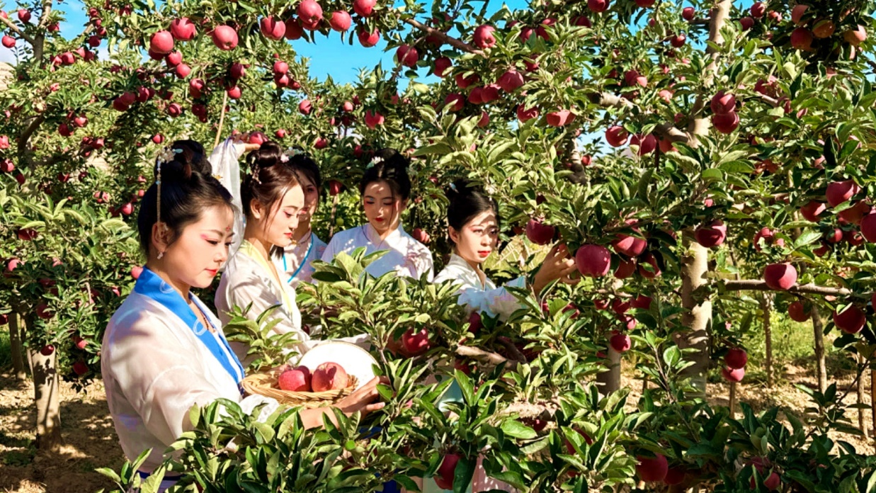 【原创】天水武山：“秋语丰年 和美乡村”——桦林镇举办庆丰收苹果采摘活动_fororder_图片9