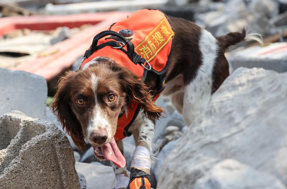 第七届全国消防搜救犬技术比武竞赛在济南举行