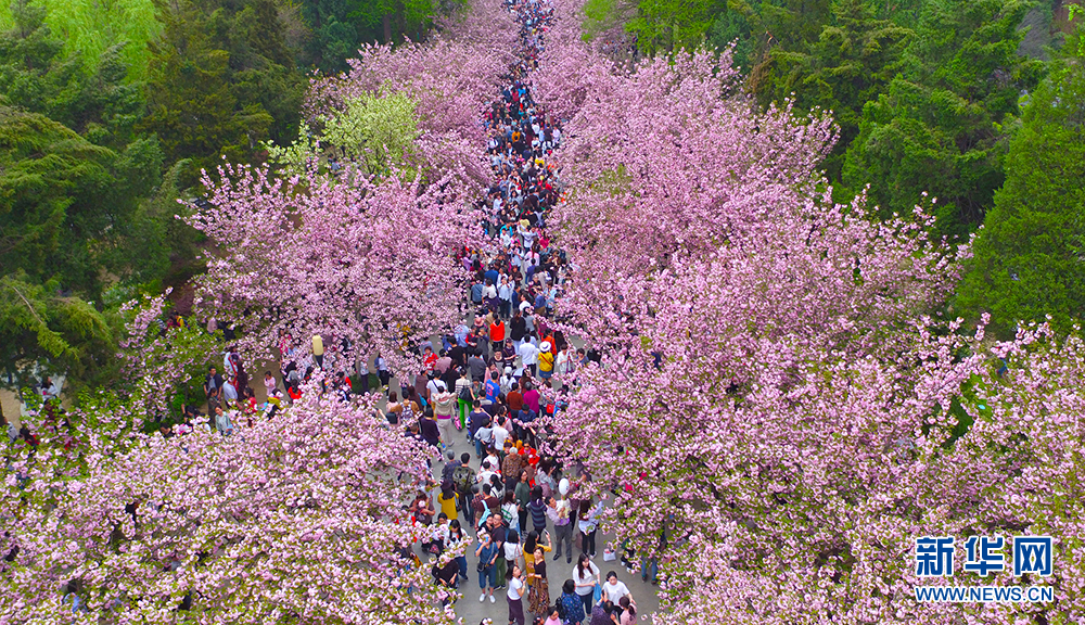 航拍：中国科大校园醉美“樱花大道”