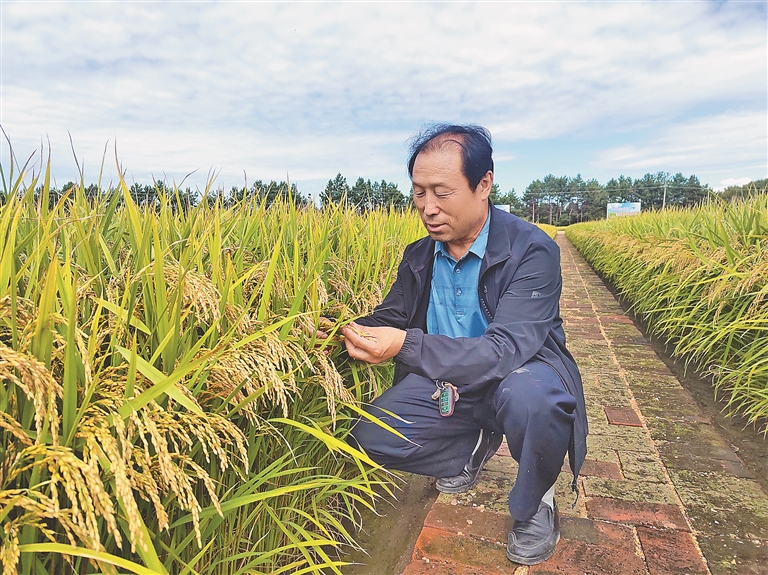 北大荒：插上科技的翅膀 奋力建设“智慧大粮仓”