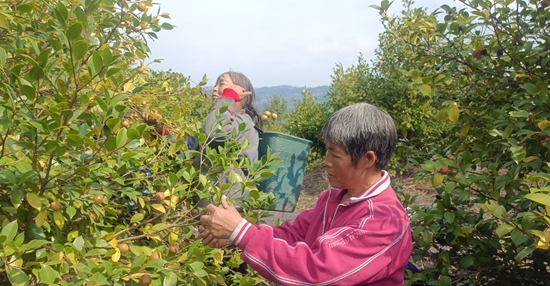 贵州贵定油茶进入采摘季 花果同期喜获丰收_fororder_b2ef544f17318f4dfd7c7a8e6901d93