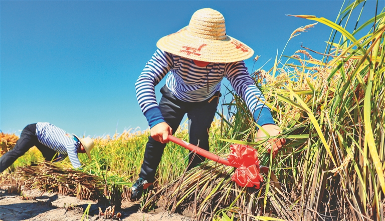 北大荒：2023丰收嘉年华正式开幕！