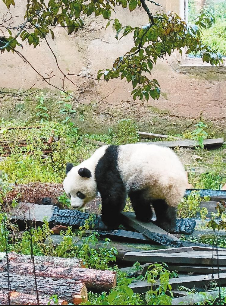 “国宝下山！” 野生大熊猫“做客”周至村民家_fororder_微信图片_20230922085722