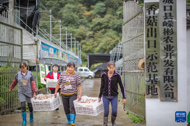 山区小香菇 “长”成出口名产品