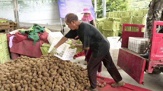 贵州修文：10万吨猕猴桃甜“猕”上市 果农喜获丰收_fororder_修文1