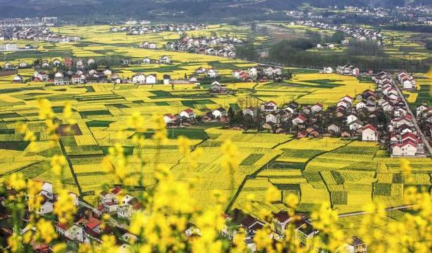 【专题 中国（陕西）自由贸易试验区周年纪实 CRI多语报道 显示图在稿件最下方】（页面标题）俄语（内容页标题）В провинции Шэньси проходит Фестиваль цветения рапса