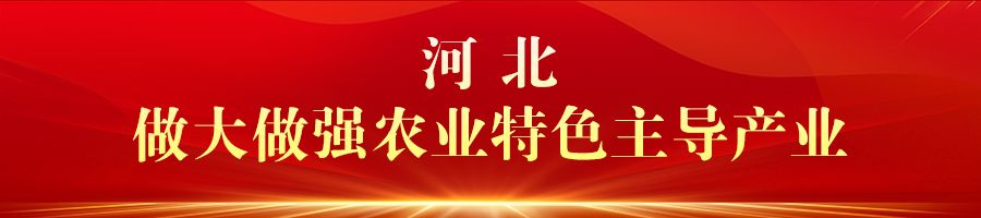 庆丰收 促和美 | 河北：金秋时节好“丰”光 乡村振兴结硕果