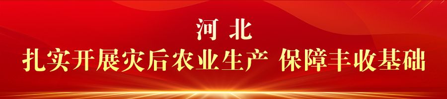 庆丰收 促和美 | 河北：金秋时节好“丰”光 乡村振兴结硕果