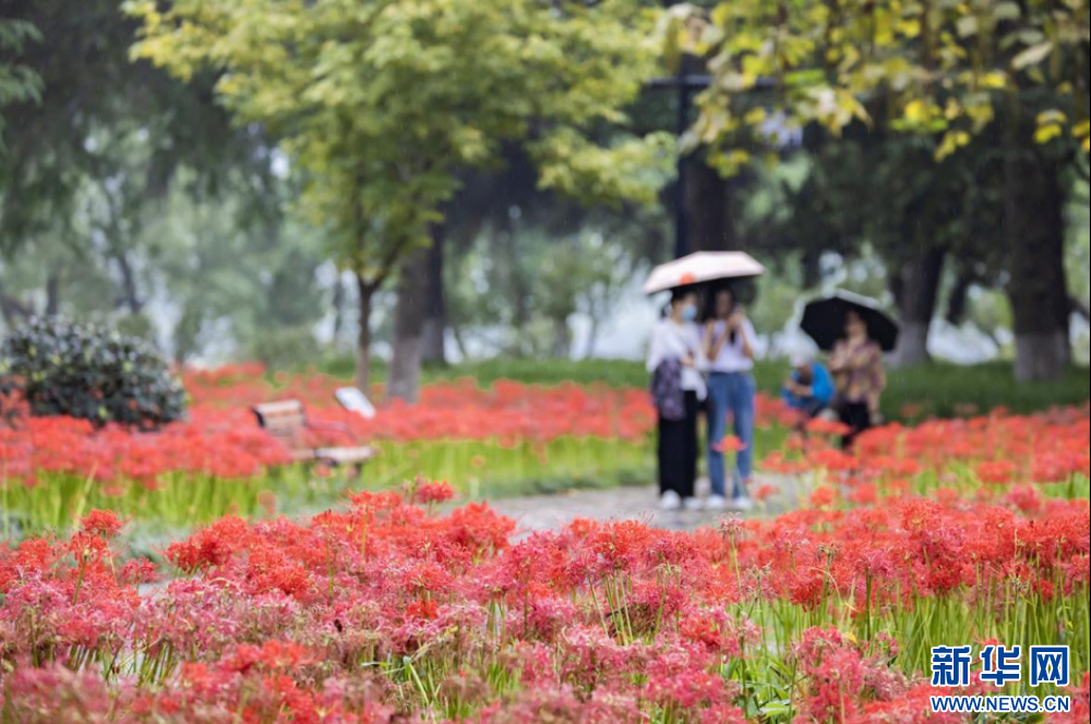 来南京玄武湖看红花石蒜花海！