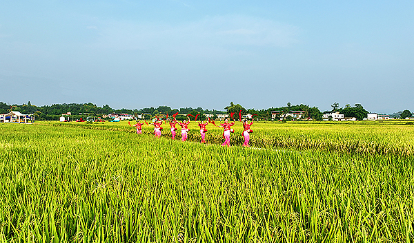 稻花香里说丰年 巴蜀大地“丰”味足_fororder_rBABCmT_zg-AZ15zAAAAAAAAAAA514.800x470.750x441