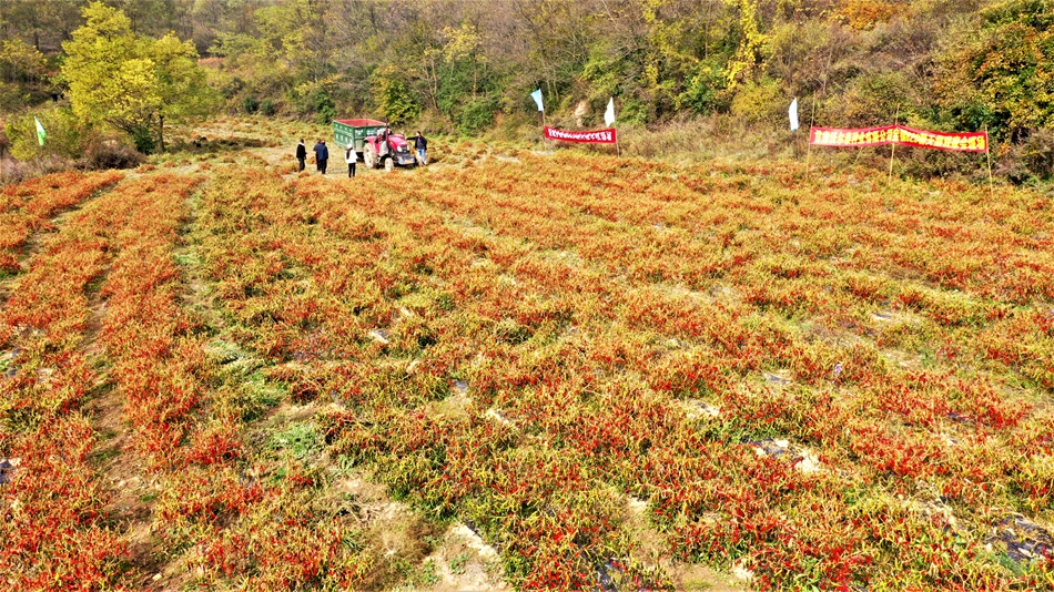 天水清水：朝天辣椒采摘忙 火红产业助振兴_fororder_图片20