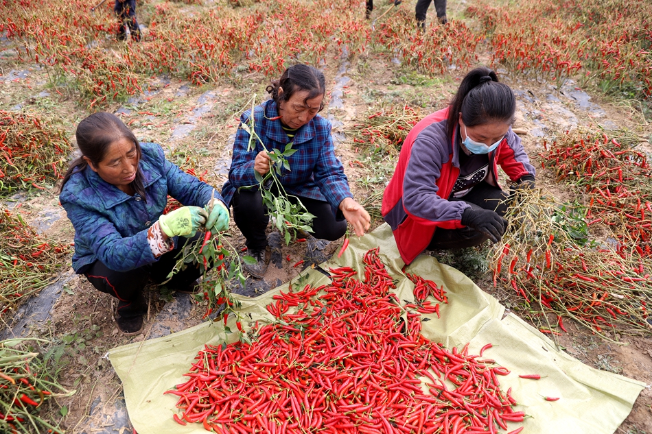 天水清水：朝天辣椒采摘忙 火红产业助振兴_fororder_图片22