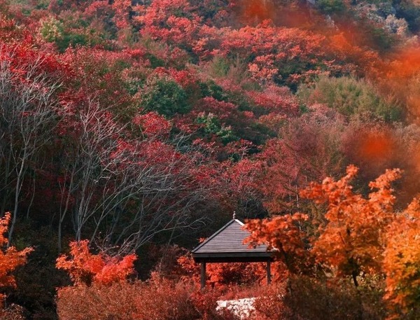 大连天门山赏秋 “枫”火连天