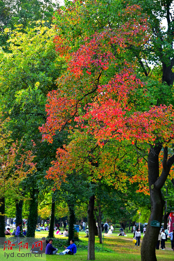 Picturesque Luoyang in Late Autumn_fororder_图片4