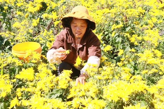 贵州镇远大地乡：初绘皇菊经济“花文章” 铺就群众金色“致富路”_fororder_微信图片_20231025215539