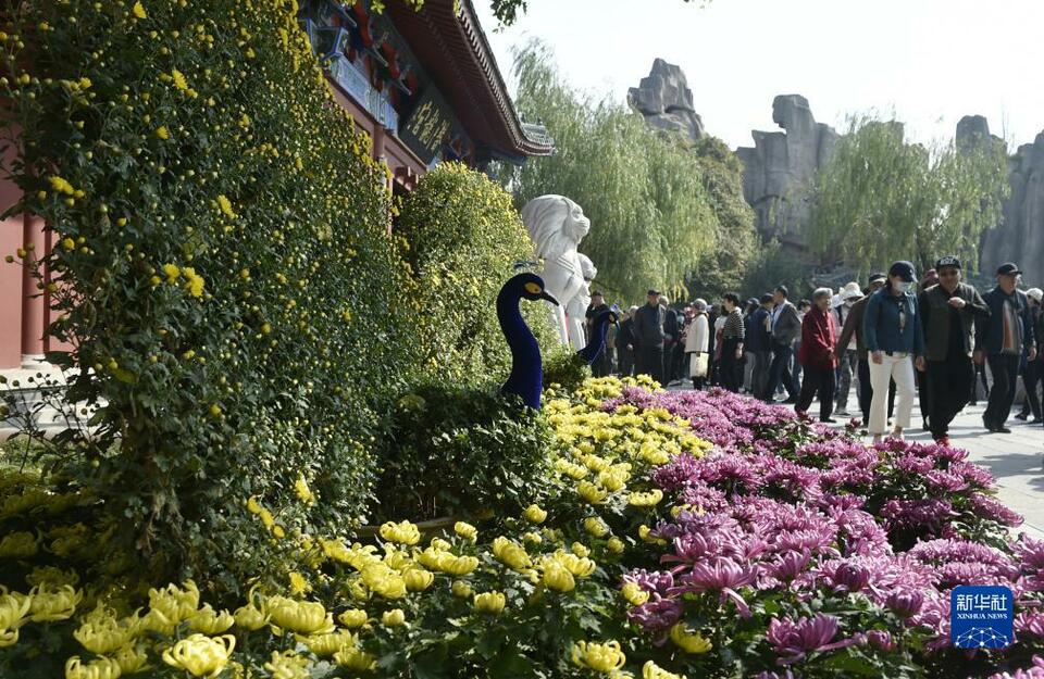 秋日风光好 菊香溢开封