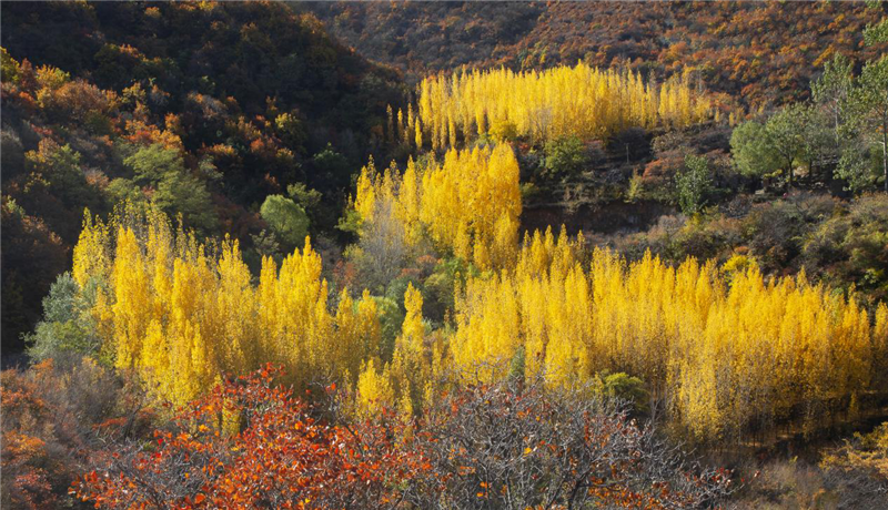 安阳林州：太行大峡谷秋色惹人醉_fororder_图片10