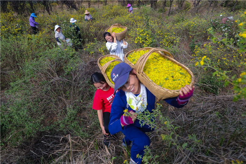 信阳光山：野菊花喜获丰收_fororder_A75I5652.JPG