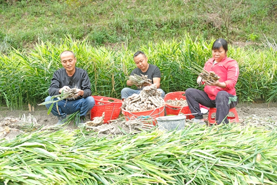 贵州天柱：村民种姜稳增收_fororder_村民选生姜入筐.JPG