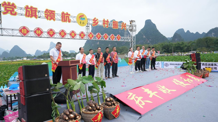 桂林平乐：千亩香芋迎丰收 村民开展“香芋王”比拼_fororder_图片1