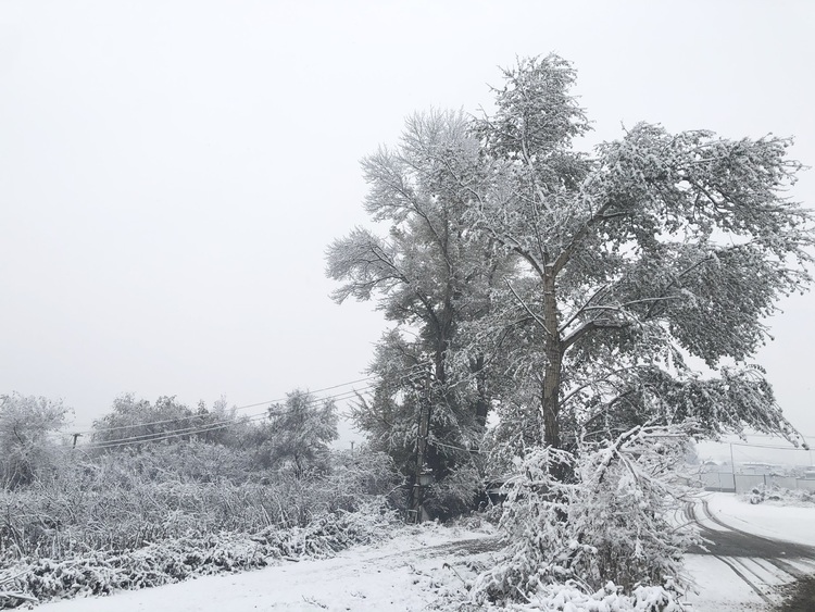 喜迎入冬第一场大雪 长春变成“白富美”！