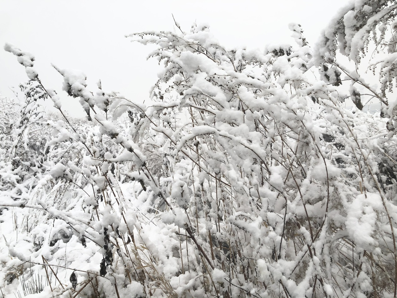 喜迎入冬第一场大雪 长春变成“白富美”！