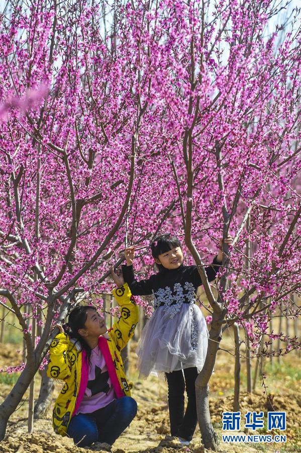 河北故城：碧桃花开惹人醉