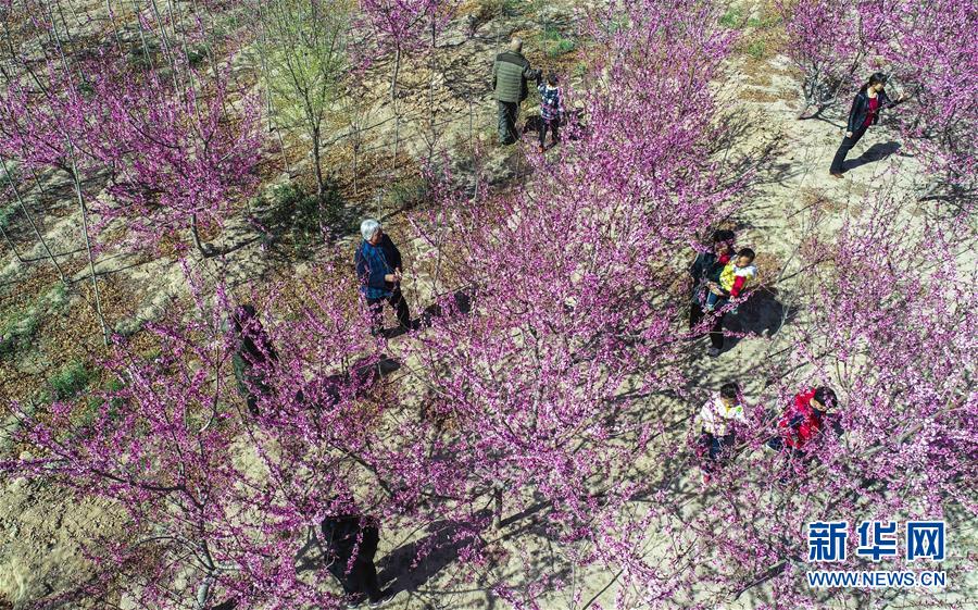 河北故城：碧桃花开惹人醉