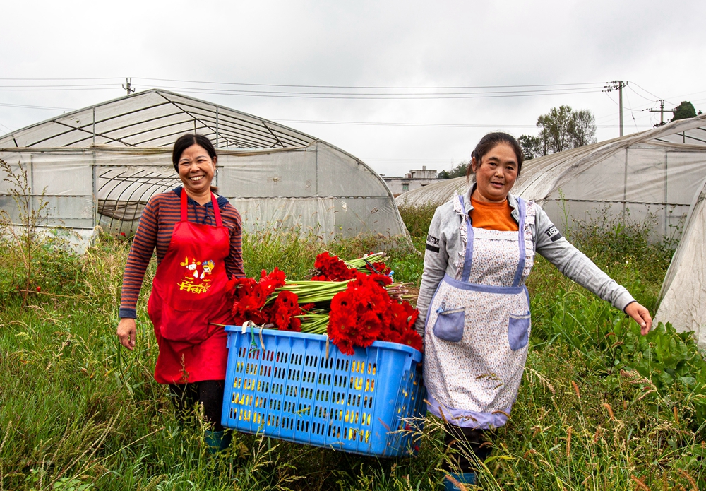 贵州黔西：寒露时节采花忙_fororder_2023年10月8日，村民在贵州省黔西市洪水镇长堰社区鲜花种植基地搬运采摘的非洲菊。IMG_7406.JPG