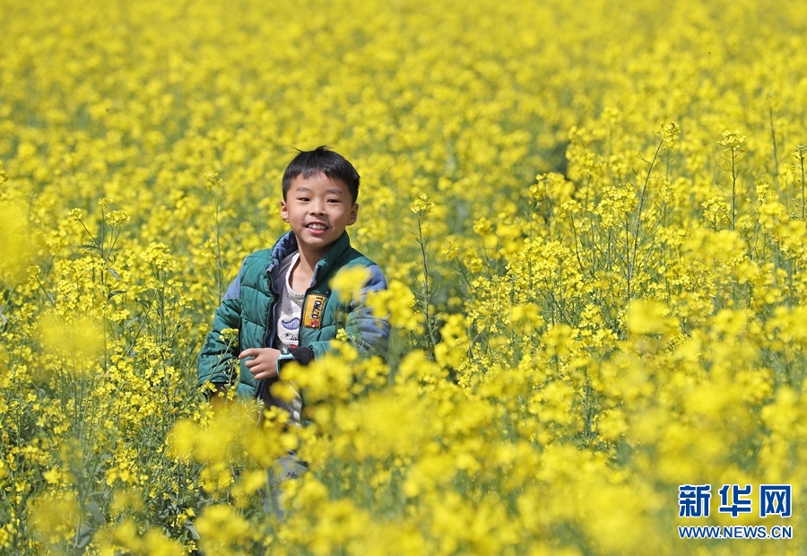 【图说1】油菜花开扮靓美丽乡村