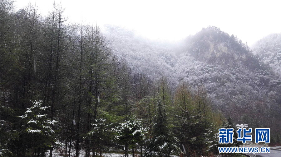 【大美荆楚·灵秀湖北】【焦点图】【神农架】湖北神农架降下“清明雪”