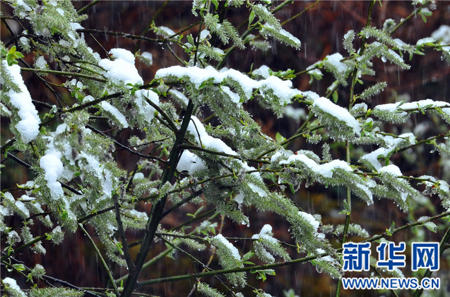 【大美荆楚·灵秀湖北】【焦点图】【神农架】湖北神农架降下“清明雪”