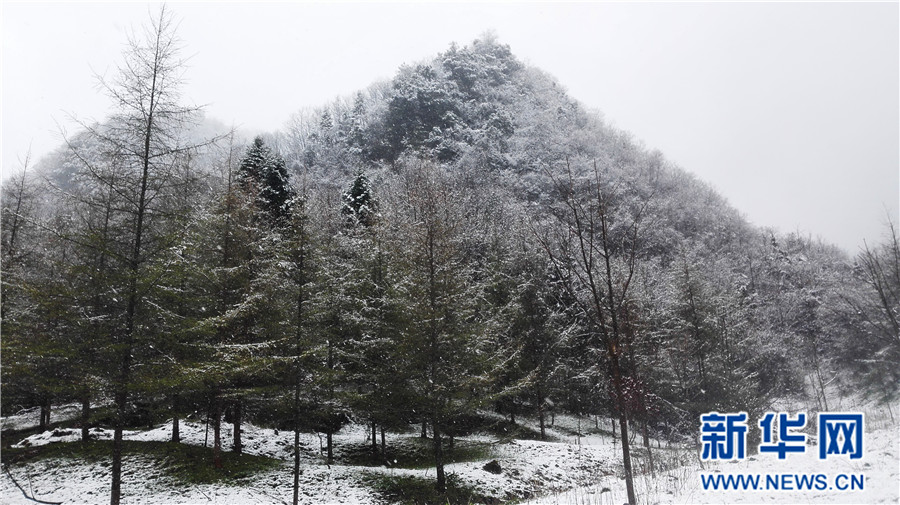 【大美荆楚·灵秀湖北】【焦点图】【神农架】湖北神农架降下“清明雪”