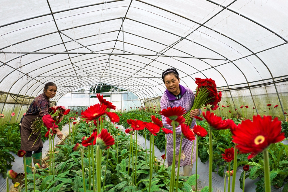 贵州黔西：寒露时节采花忙_fororder_2023年10月8日，村民在贵州省黔西市洪水镇长堰社区鲜花种植基地采摘非洲菊。DJI_0083.JPG