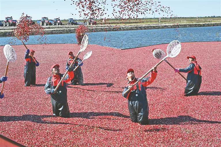 抚远：收获季！4000亩蔓越莓秒变“红海”