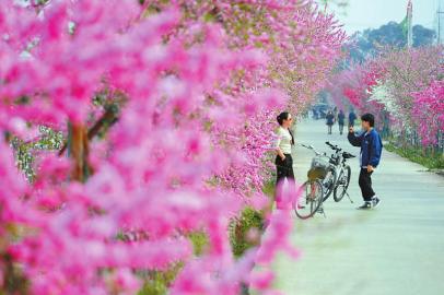 花开巴蜀 春满天府