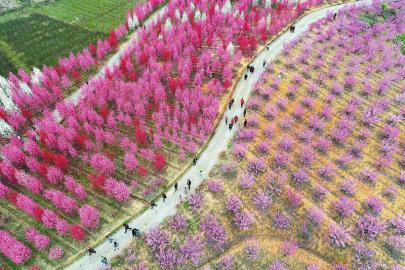 花开巴蜀 春满天府