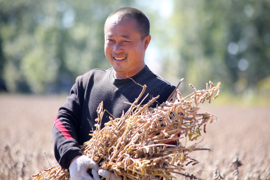 海伦：金秋收获季 240万亩大豆采收接近尾声