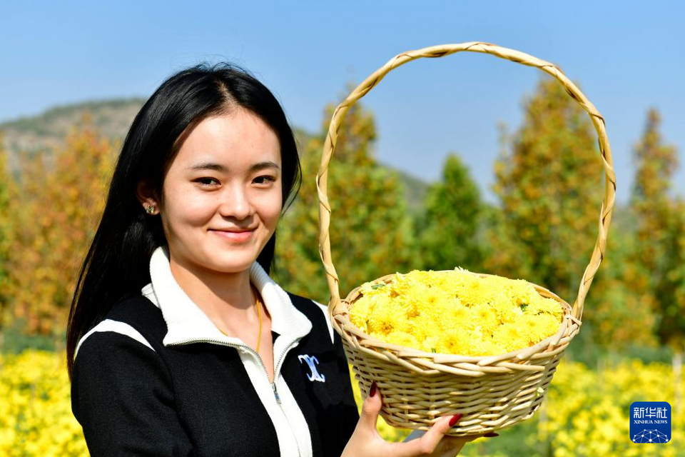 山东嘉祥：有机菊花助增收