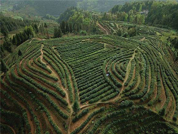 【渝情渝景】酉阳：茶农“画中”采茶忙